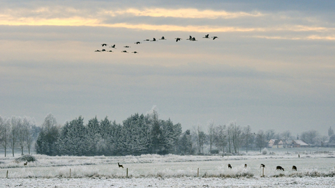 A flock of cranes flying over a smaller herd of deer in a snowy landscape.