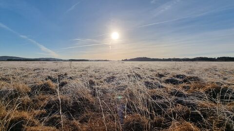 The sun rising into a blue sky above the frost-covered peatlands at Foulshaw Moss Nature Reserve
