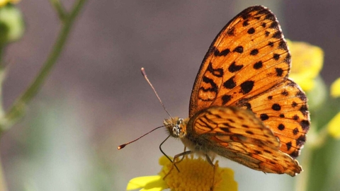 The Bay Bee and butterfly day