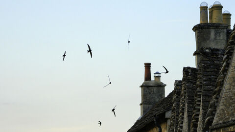 Swifts flying around rooftops copyright Nick Upton