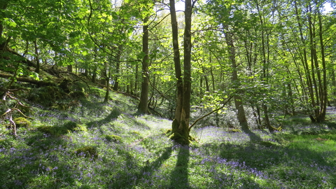 A view of Barkbooth Lot nature reserve with bluebells underneath woodland trees and sunshine coming through the branches. 