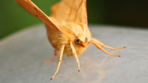 A yellow-coloured moth perching on a plastic surface. 