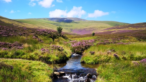 Skiddaw Forest landscape featuring stream and purple heather credit Joe Murphy