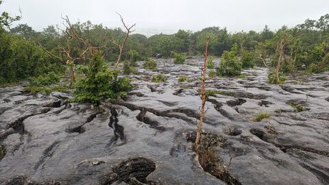 Limestone pavement copyright Thomas Langmead