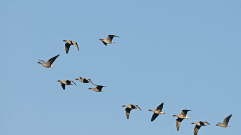 A flock of 11 pink-footed geese flying in formation