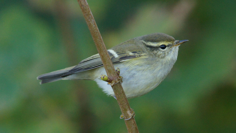 A yellow-browed warbler perched on a twig, showing the bright yellow stripe above the eye and two bright wing bars