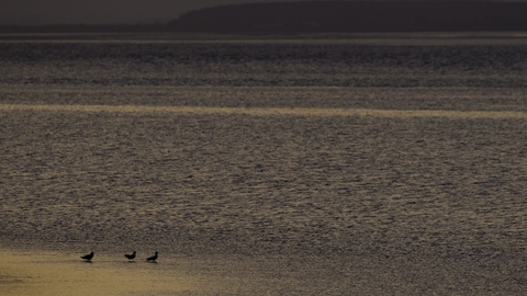Sunrise over coastal mudflats with gulls on shoreline, Solway Firth, Cumbria, England. Copyright Peter Cairns/2020VISION