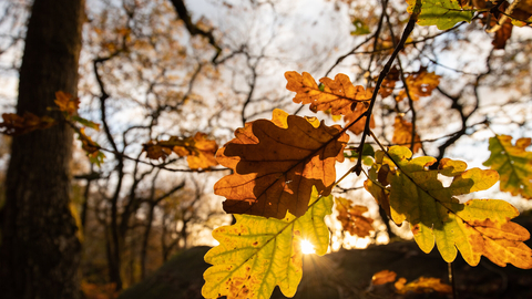 oak tree keaves in autumn credit Ben Porter