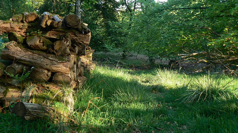 Photo shows a clearing in a forest with a pile of logs on the left side