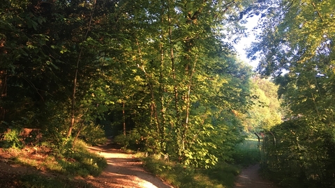 A view of a forking path within a woodland, the sun is shining through the trees.