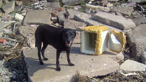 Part of an olf fridge on the beach awaiting hauling away