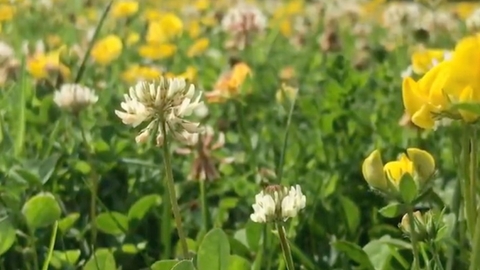 Seed ball lawn flowers - buttercups and clover