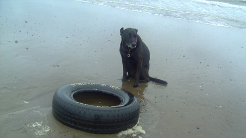 Washed up car tyre