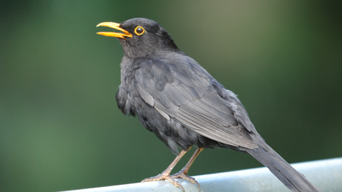 Singing blackbird