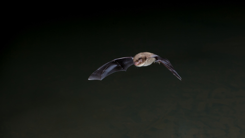 bat 2