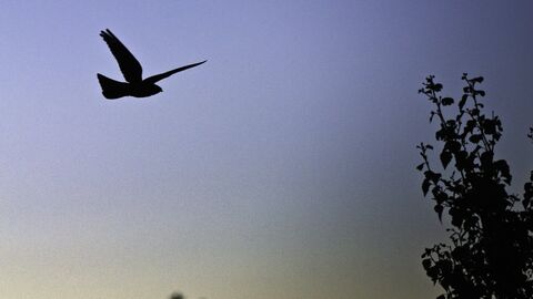 The silhouette of a nightjar as it flies across a dusk sky, deep blue with orange hues towards the horizon