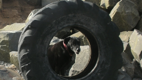 Large Tractor tyre washed up on the Beach