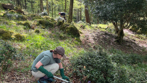 Person doing conservation work at Hall Brow Work party - Rusland Local Support Group