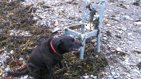 Old wooden dinning chair covered in weed