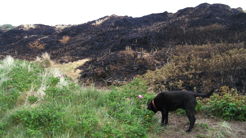 Burnt dunes from a wildfire
