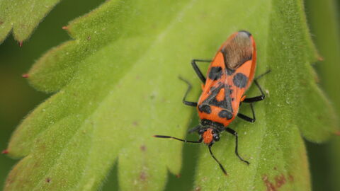 A cinnamon bug, red with black markings, resting on a leaf