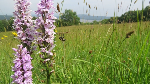 Close up of pale pink common spotted orchid with grass and hills in background