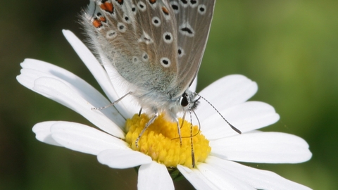 Common blue butterfly with black and red spots on wing, balanced on oxeye daisy