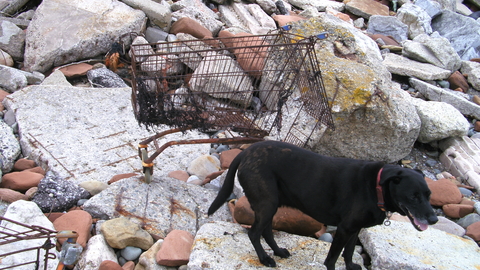 Shopping trolley recovered from the beach