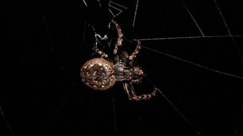 spider