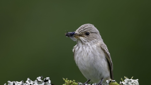 Spotted Flycatcher (Muscicapa striata), perched on lichen branch with fly in beak, Mold, Clwyd, June 2009