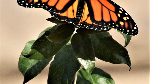 monarch butterfly