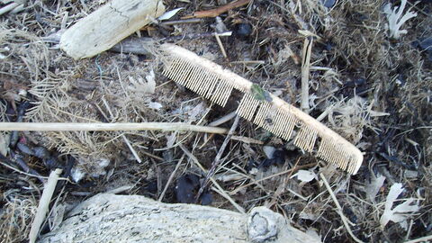 Old plastic comb washed up