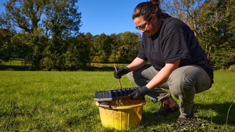 Woman on ground plug planting with tray of small plants at Cartmel Fell