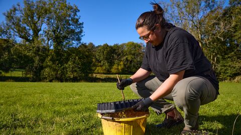 Woman on ground plug planting with tray of small plants at Cartmel Fell