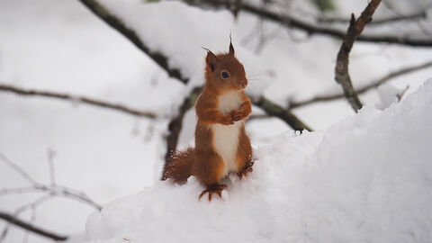 Red squirrel stood on a branch in the snow