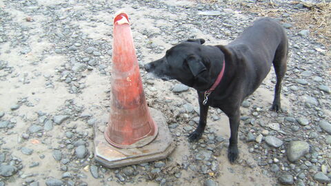 The ubiquitous traffic cone gracing the beach