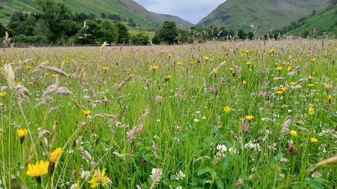 Hay meadow at Harstop in flower, with Lake District fells in background