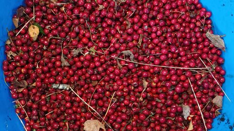 A turquise blue bowl of rowan tree red seeds with some leaves