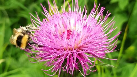 A bee on a thistle wildflower against a grassy background
