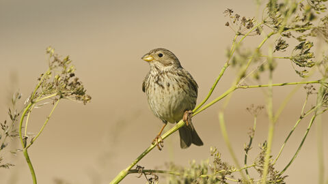 A corn bunting perched on a stem