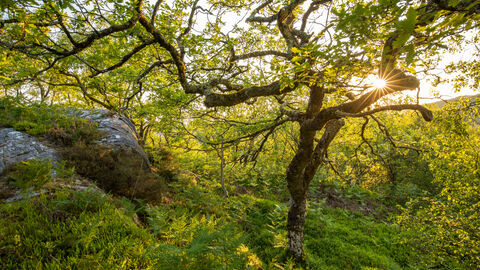 Moss covered tree in an area of rainforest