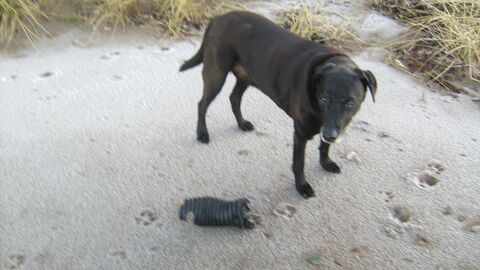 Roly guarding discarded hat