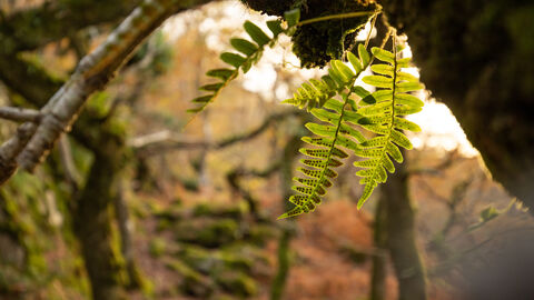 Polypody fern