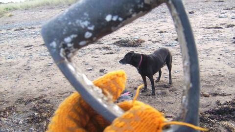 Old fork handle wit Roly the dog in the background