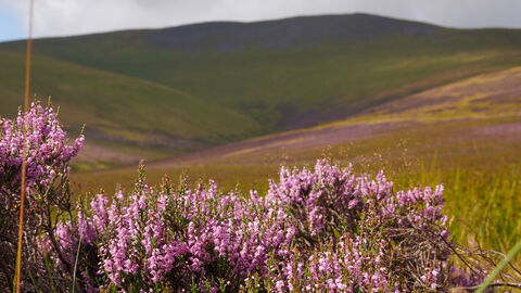Skiddaw Forest Nature Reserve purple heather in foreground credit Cumbria Wildlife Trust