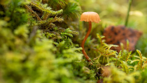 A pale orange mushroom, with a short cap draped across a slender, curving stalk, pokes up from a carpet of lush green mosses in a UK rainforest