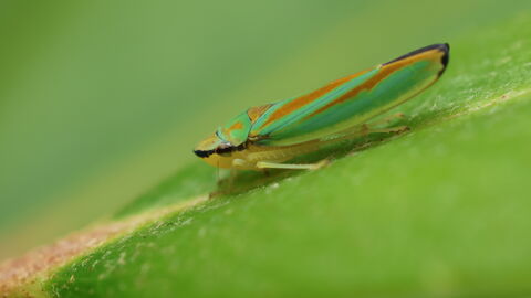 A rhododendron leafhopper resting on a rhododendron leaf. It's a thin green bug with orange-red markings