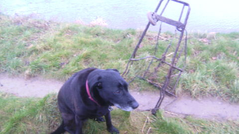 Roly the dog guarding an old shopping trolley thats been washed up