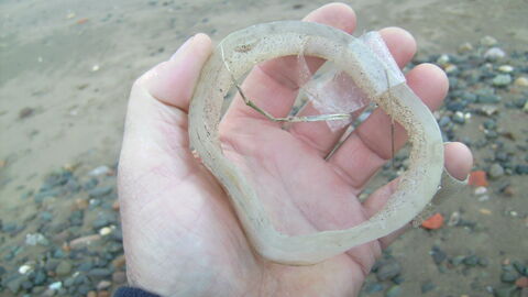 Old roll of adhesive tape