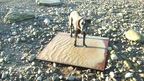 Large rusted steel plate washed up
